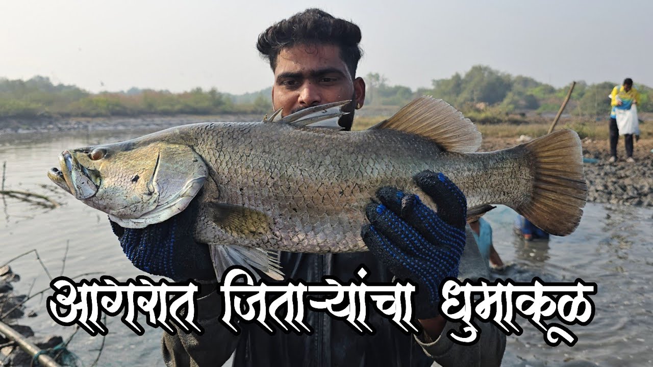 बेलपाड्यात आला मच्छी चा तुफान | एकाच वेळी 500 पेक्षा जास्त लोक आली मच्छी घेवाला | Biggest Barramundi
