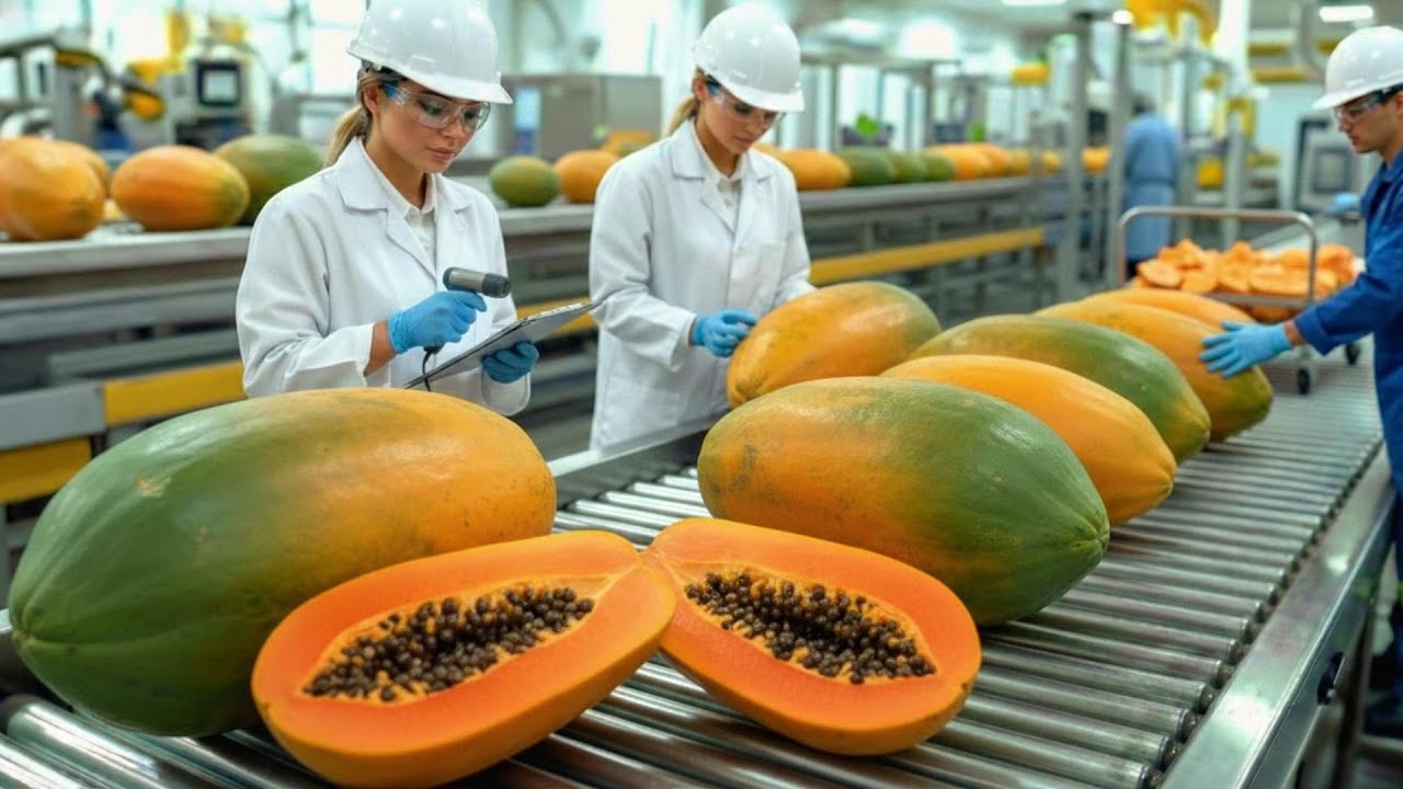 Inside a High-Tech Papaya Purée Factory – From Ripe Papayas to Bulk Packaging (Full Process)