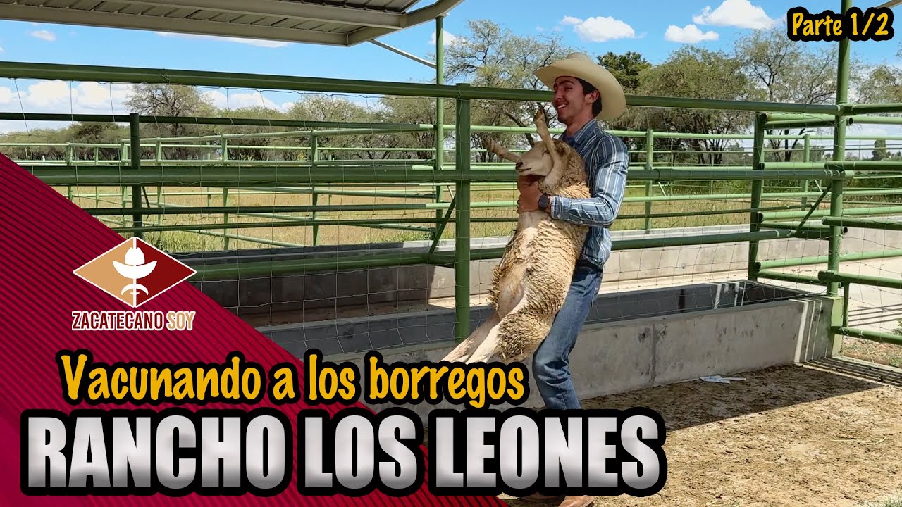 LOS BORREGOS DEL RANCHO Los Leones