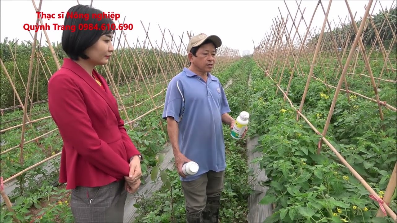 Xử lý bệnh héo xanh, mốc sương hại cà chua hiệu quả #heoxanh #mocsuong