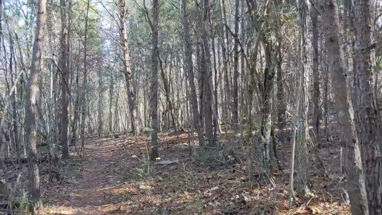 Walk with me through the fallen leaves. enjoy the beautiful views. exercise with me.