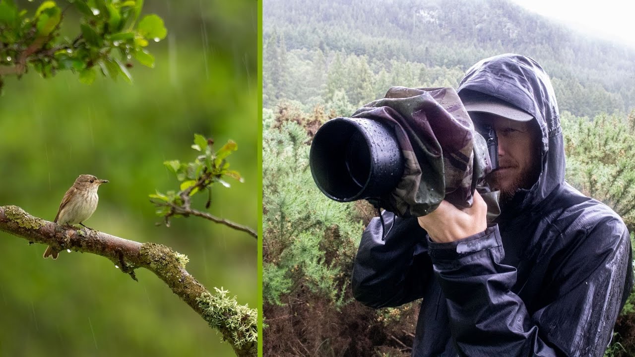 Bird Photography in the RAIN | Wildlife Photography Vlog
