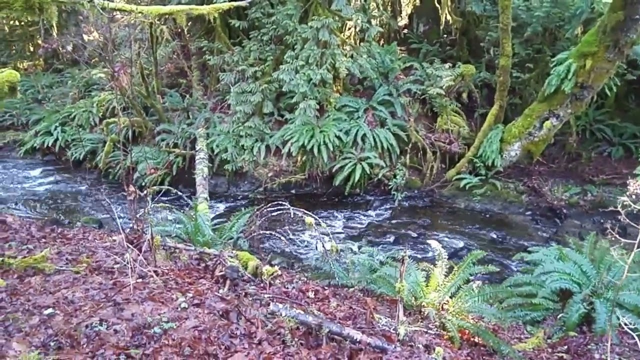 Paldi Creek Cowichan Valley Trail Vancouver Island