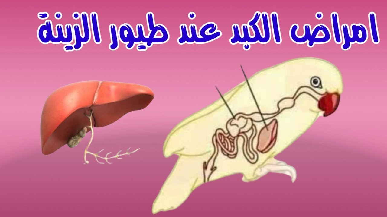 التهاب الكبد في طيور الزينة,مرض الكبد في الكناري,امراض الكبد في الطيور,