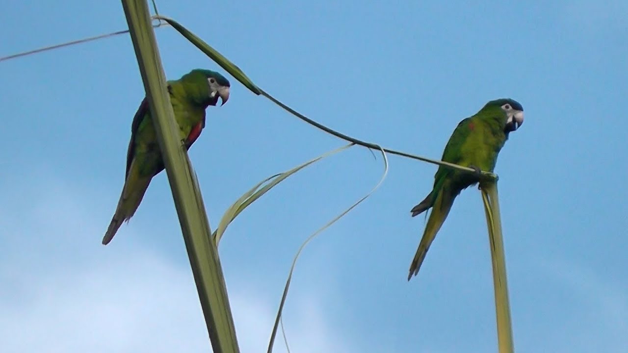 Canto de um casal de maracan&atilde;-pequena (Diopsittaca nobilis)