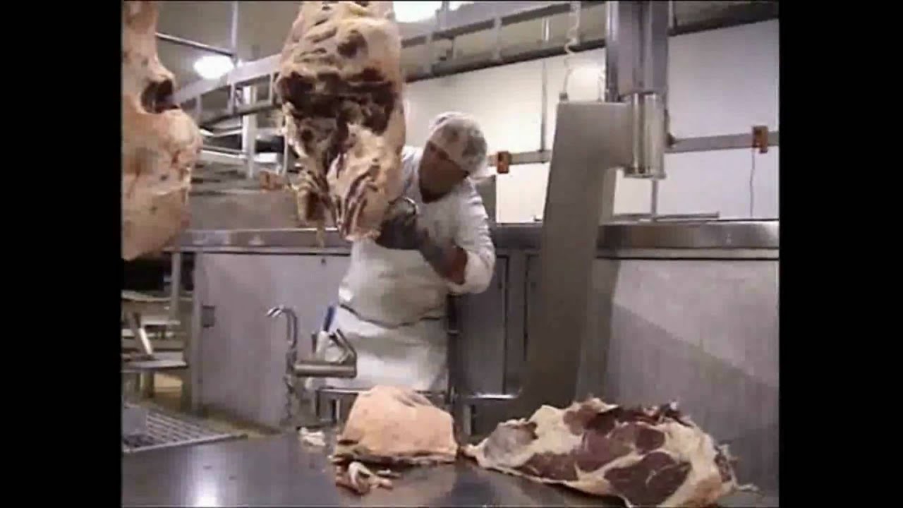 Beef Boning Unit - Aitchbone & knuckle puller - Scott Technology Limited (Lamb and Beef)