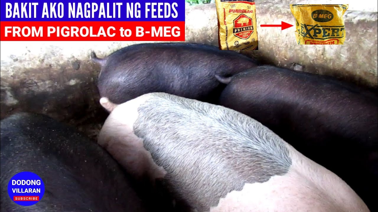 Ano rason bakit ako NAGPALIT ng FEEDS From Pigrolac Premium to B-Meg Expert l Vlog 130