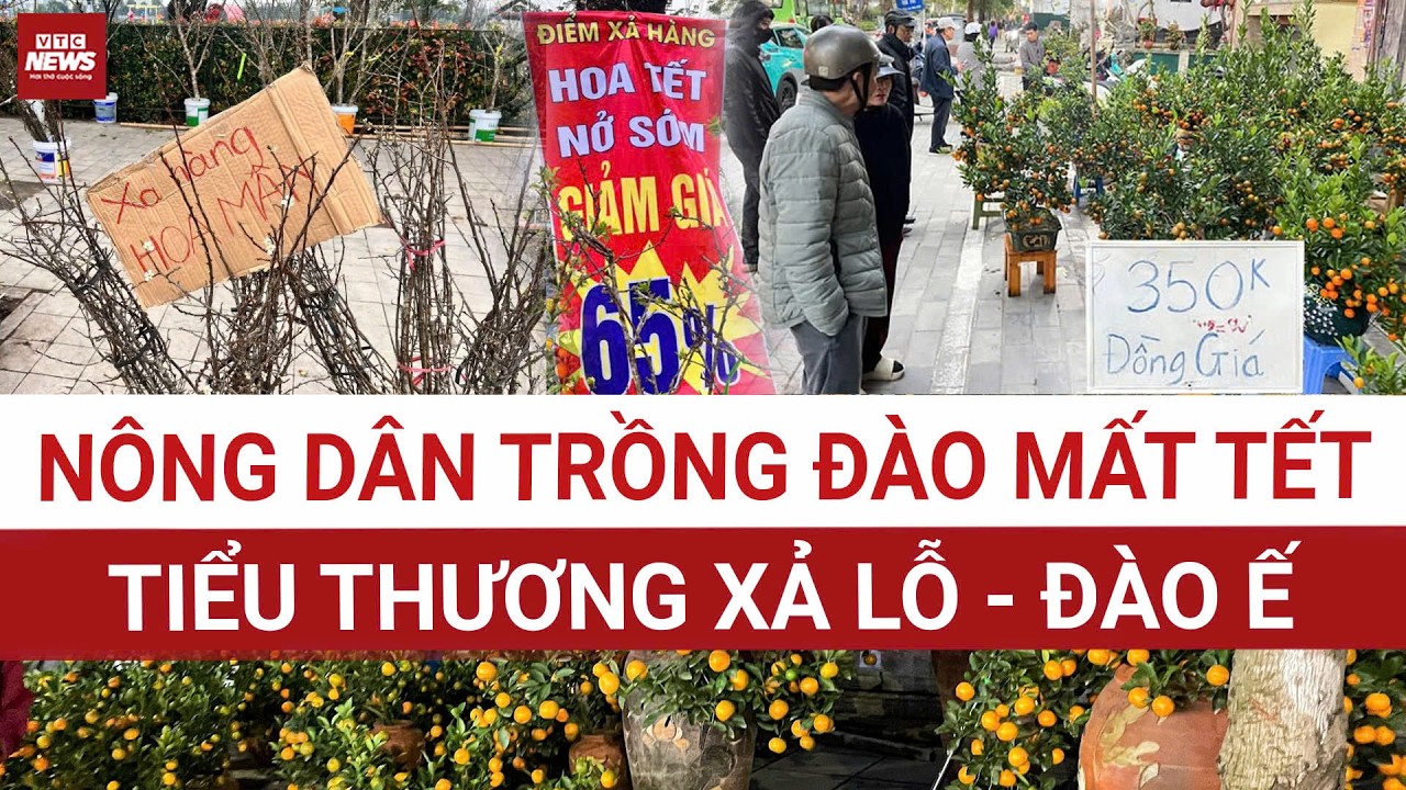 Tết cận kề, đào vẫn nằm chờ: Người trồng hoa đứng trước nguy cơ mất trắng| VTC News