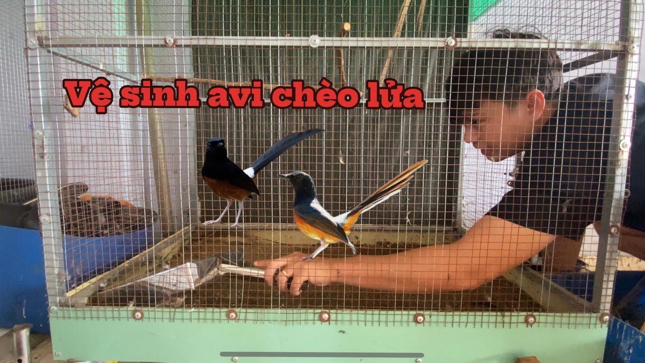 Avi chòe lửa sinh sản của mình có gì và vệ sinh sau mùa sinh sản