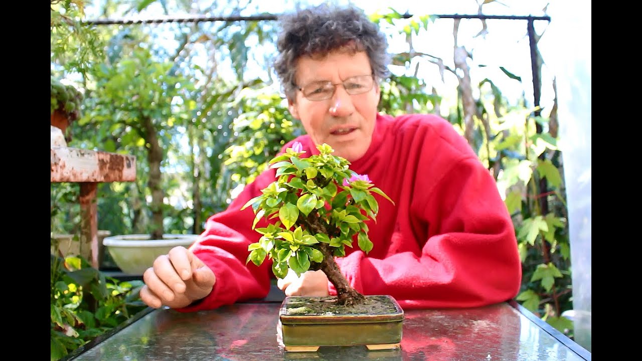 Bougainvillea Bonsai, Sept 2016