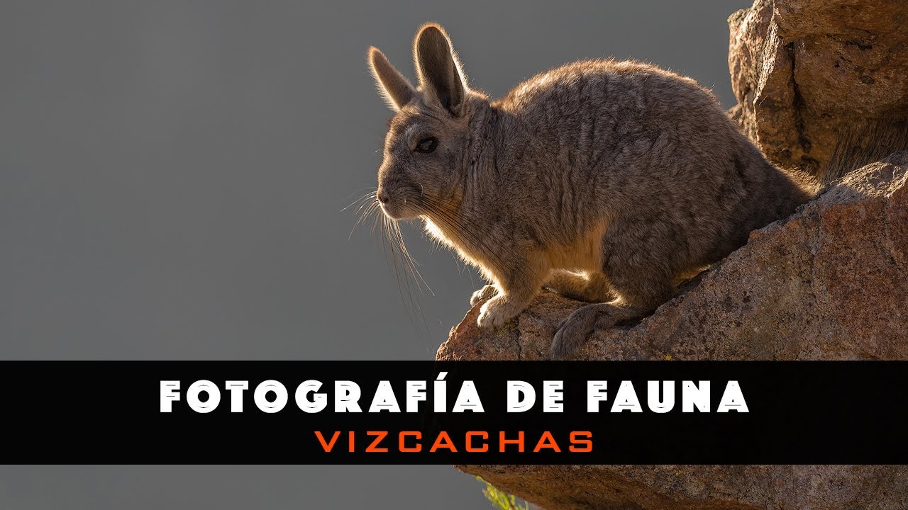 Capítulo 4: Fotografía de Fauna - Vizcachas