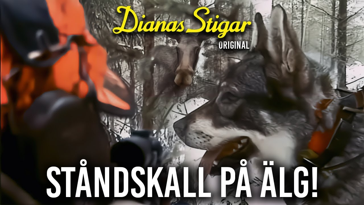 St&aring;ndskall p&aring; &auml;lg (Dianas Stigar Original)