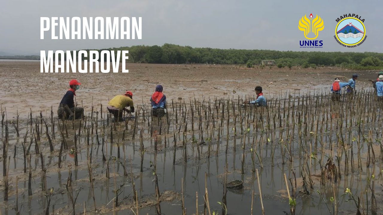 Penanaman Mangrove - Pantai Mangunharjo, Semarang