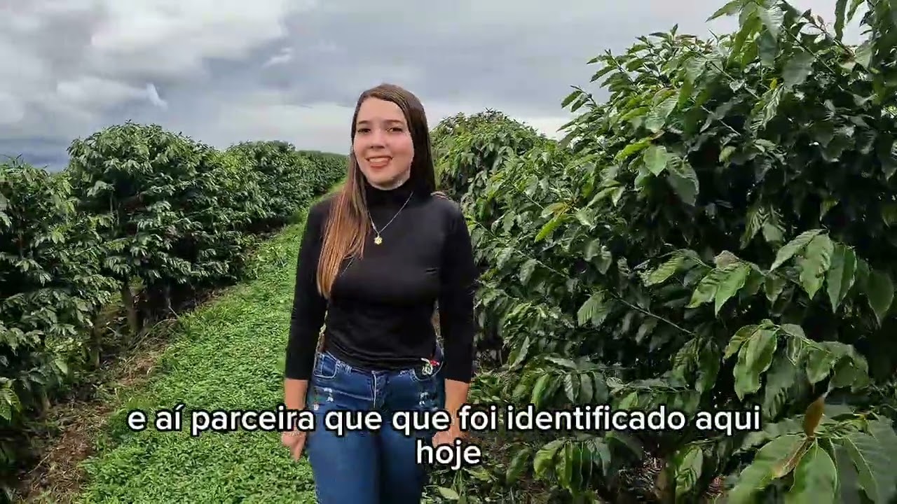 Ferrugem no Cafeeiro na Época Chuvosa: O Perigo que Aumenta com a Umidade