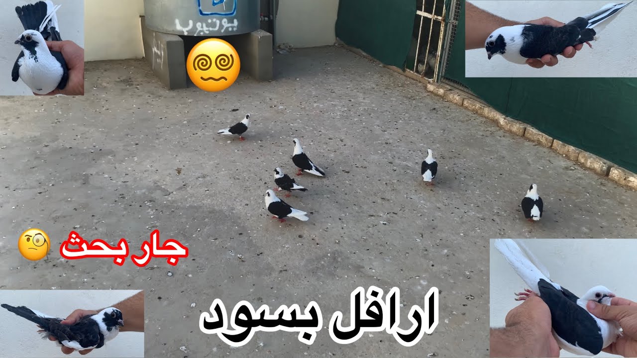 ارافل بسود 🙂
