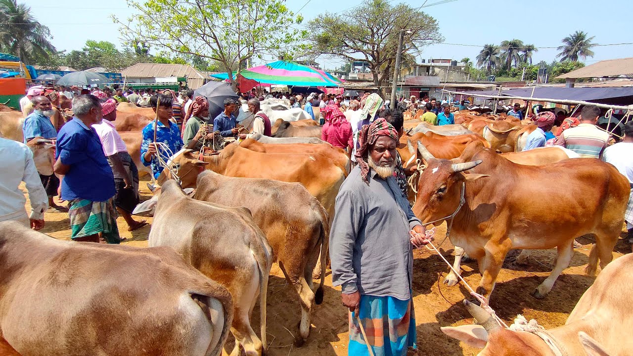 ২৮/৩/২৫/মৌমাছির মতন ভিন ভিন করতেছে বলদ গরুর আমদানি, লেবার মতন লোক নেই হাটে।