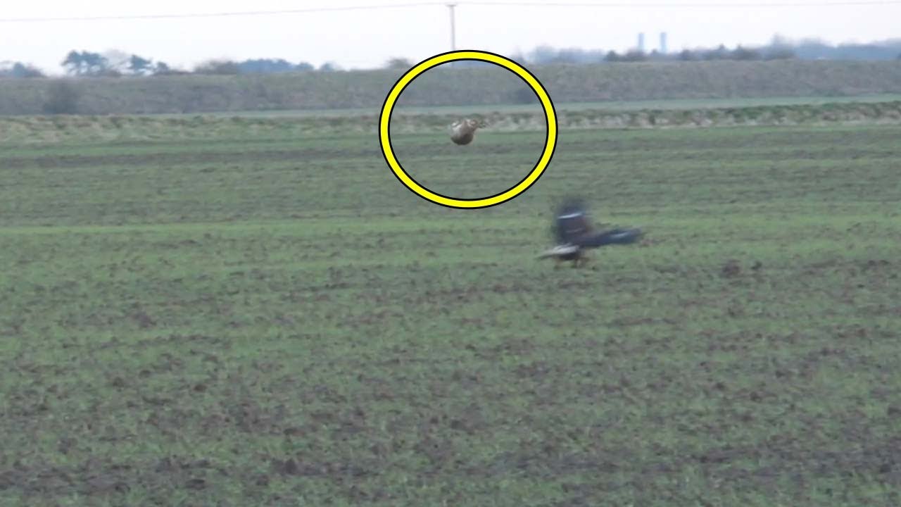 Hare Jumps Over Swooping Eagle