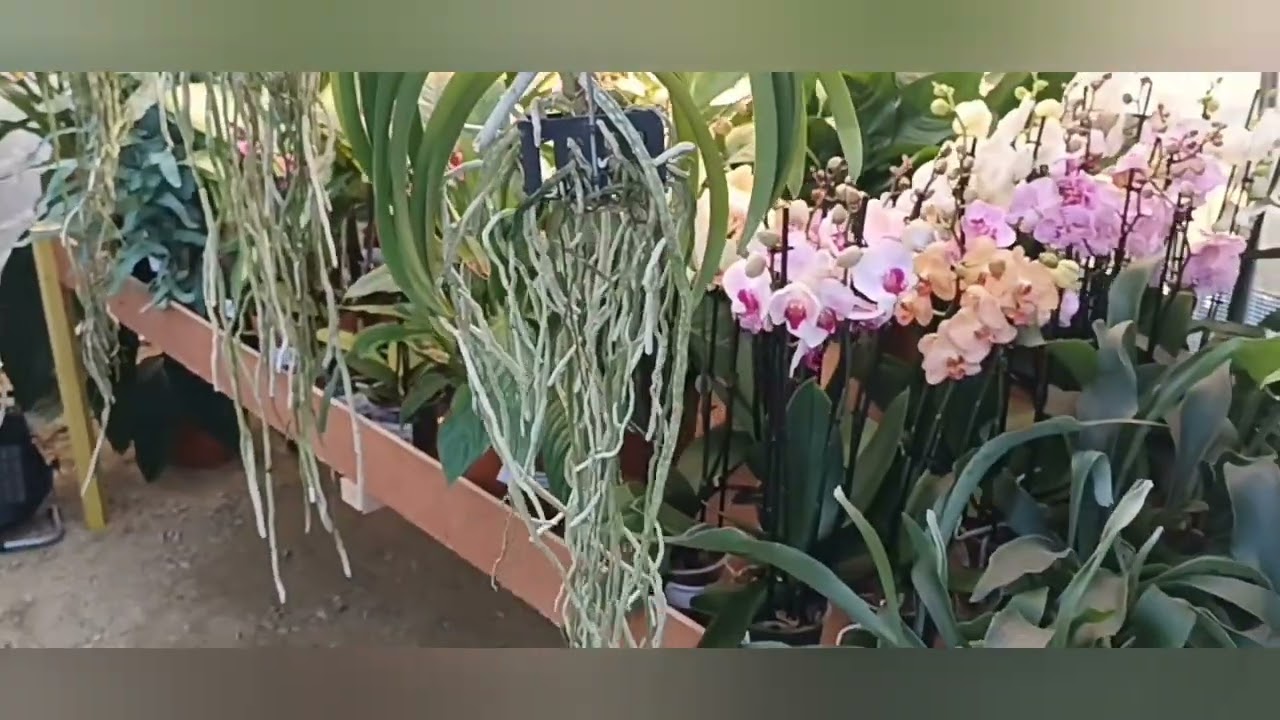 Culture et entretiens des vandas, orchidées epiphytes majestueuses.