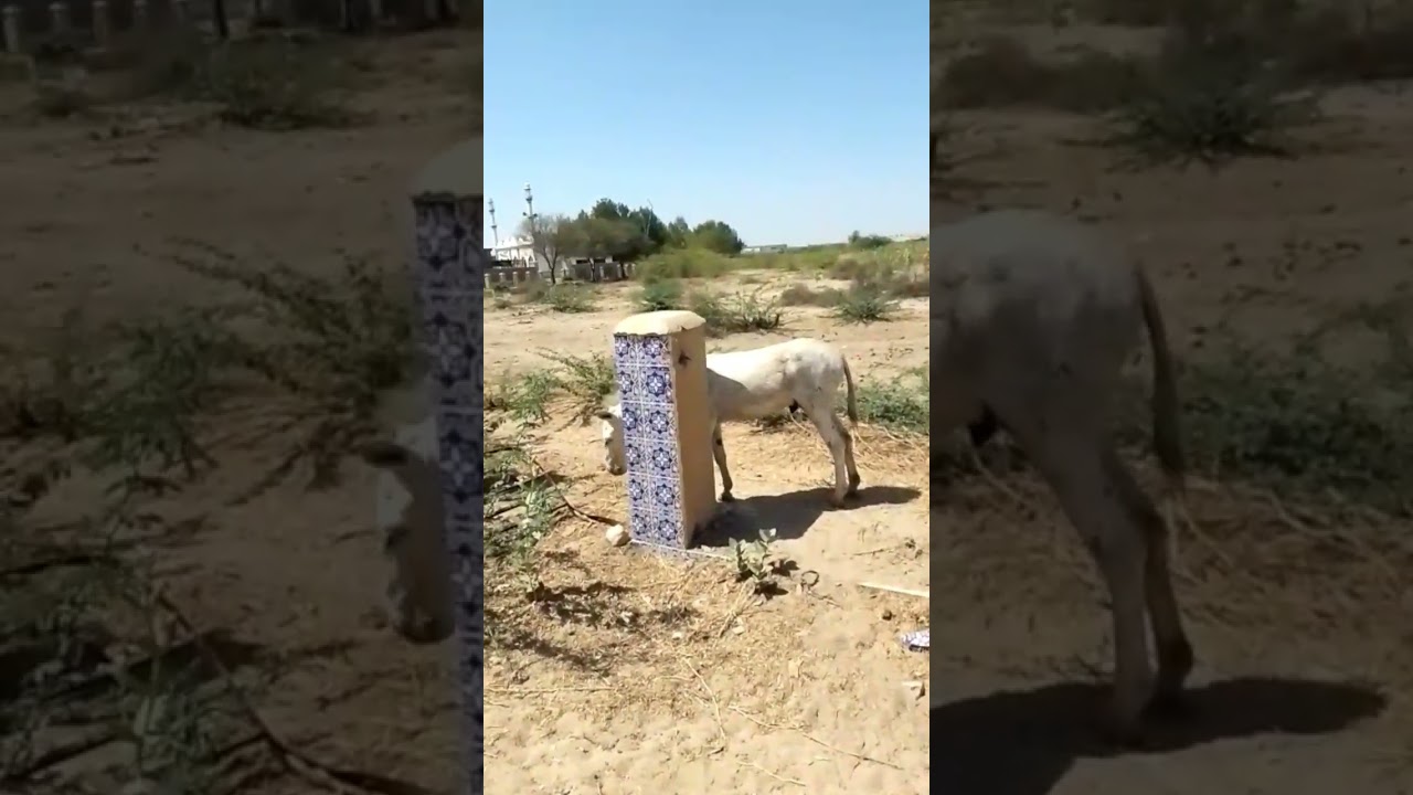 #tharparkar #donkey #janwar #animals #thar