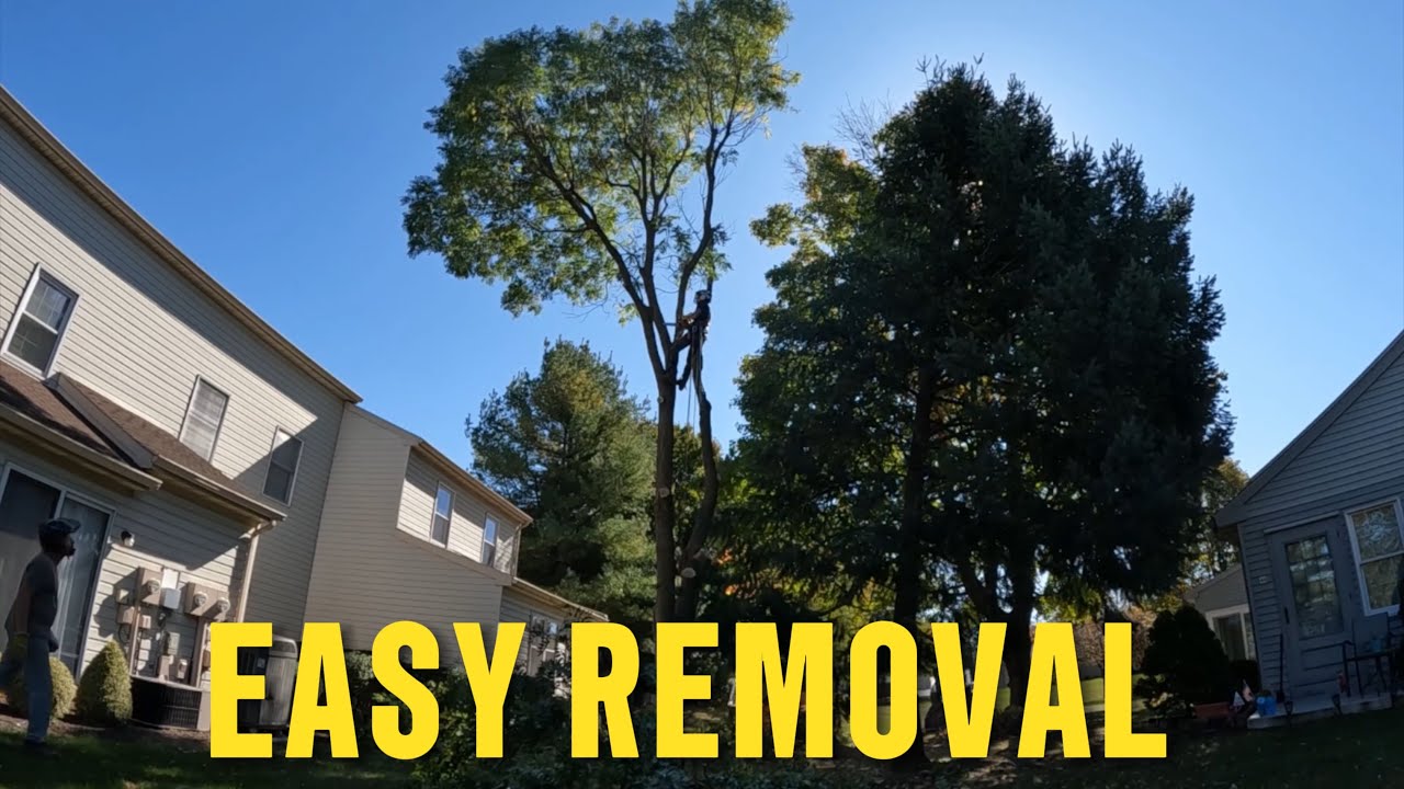 Locust Tree Removal
