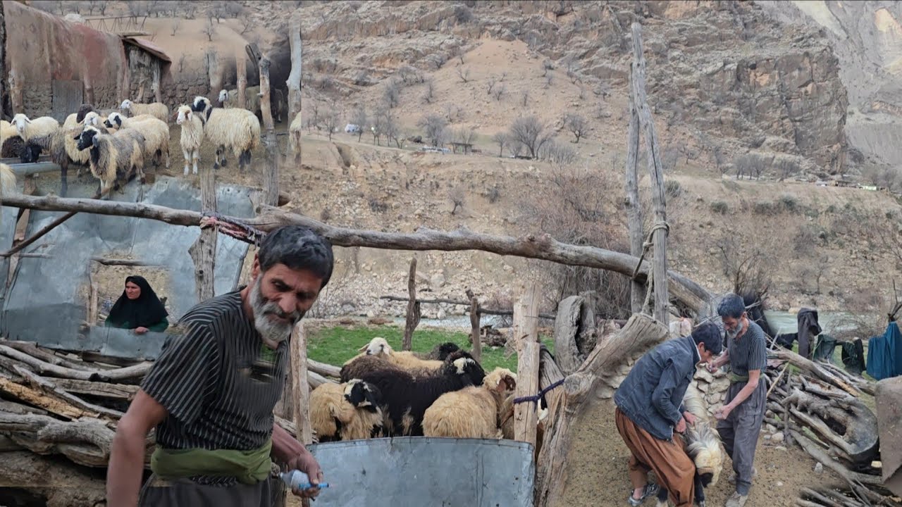Nomadic life, traditional animal husbandry old man taking care of livestock and trying to survive 🐑🐐