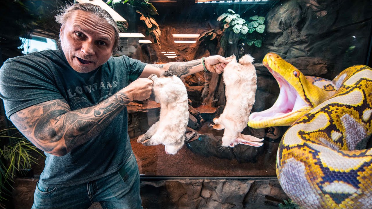 FED TWO RABBITS TO MY 20 FOOT GIANT SNAKE!! LUCY!! | BRIAN BARCZYK