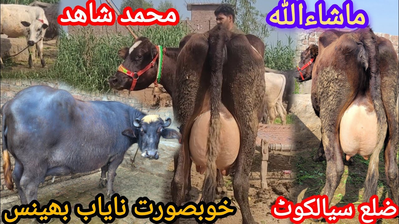 ماشاءاللہ محمد شاھد سیالکوٹ کی 4 خوبصورت سجر گائے اور بھینس برائے فروخت 9 مارچ 2026 HajiArfazChannel