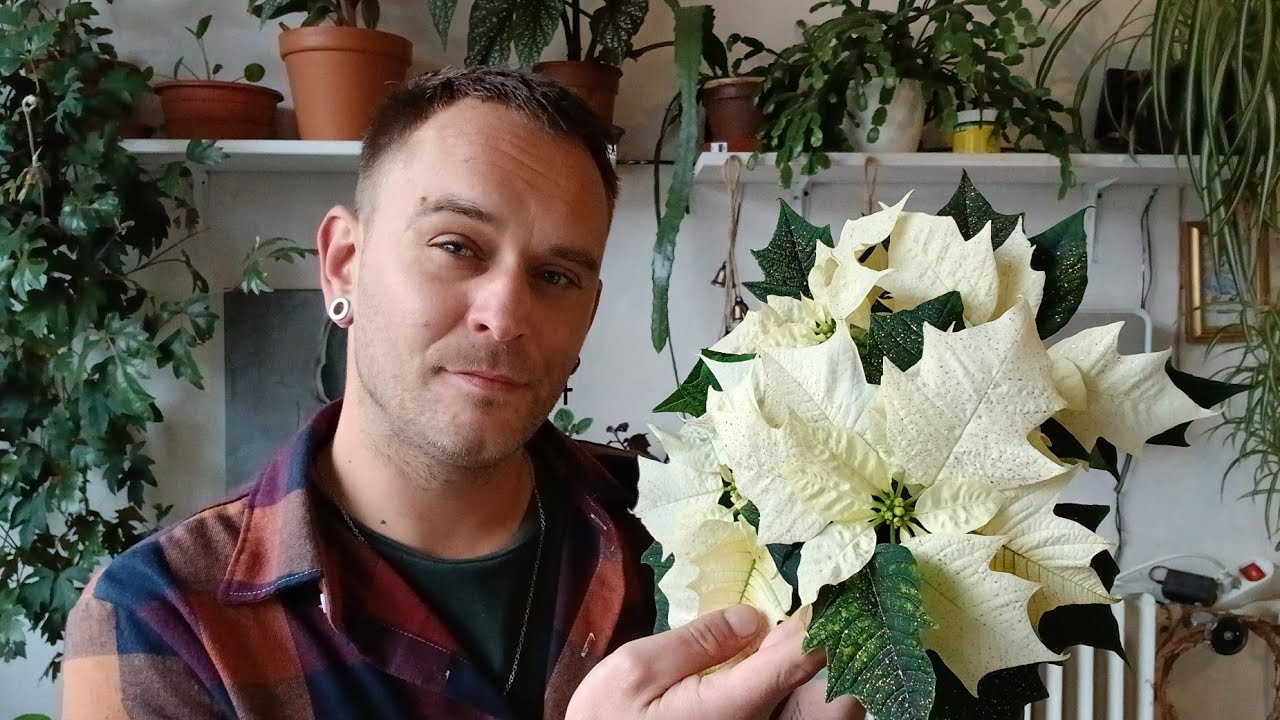 Honzík Lací - Jak pěstovat Vánoční hvězdu