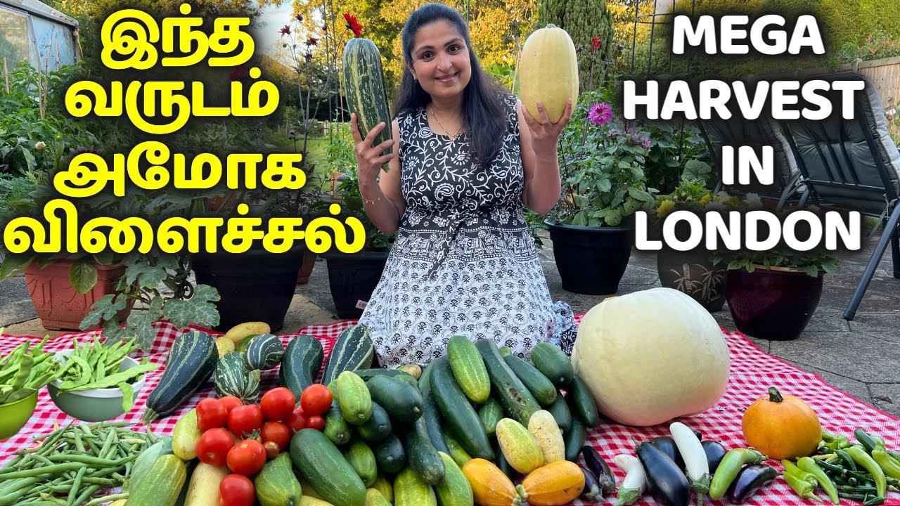 Organic Kitchen Garden Harvesting in UK | MASSIVE DESI VEGETABLE HARVEST London 