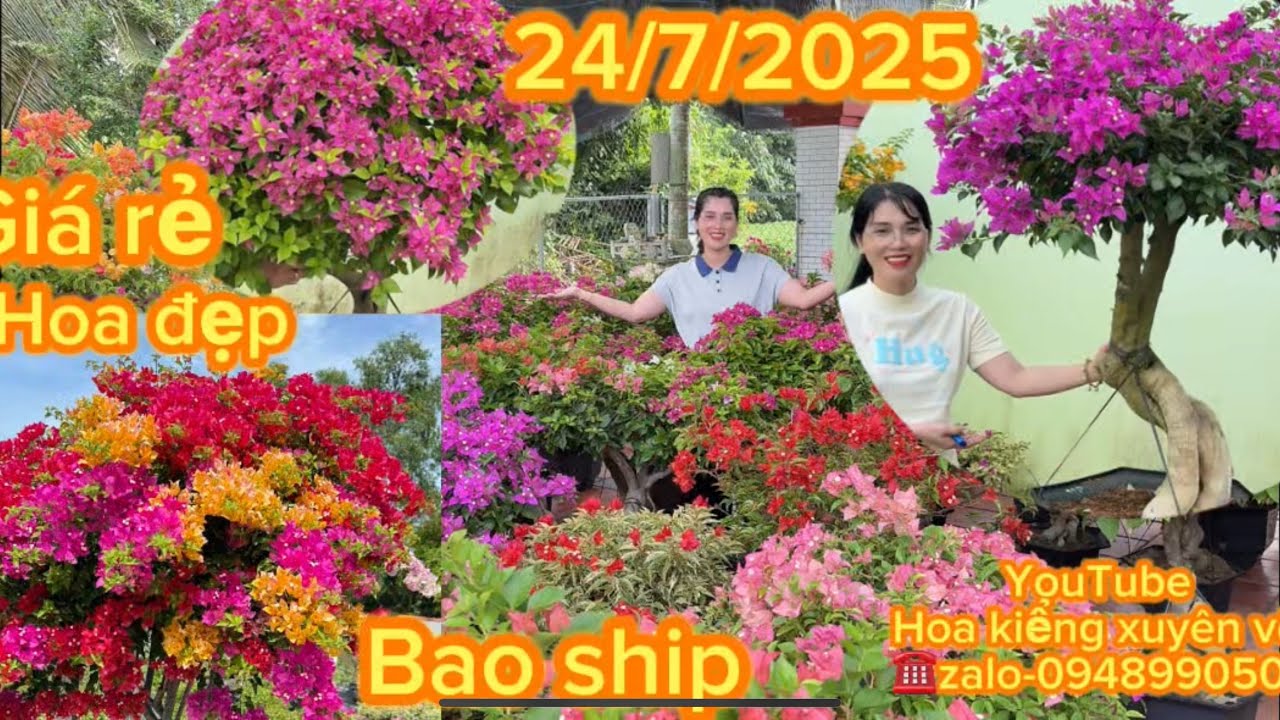 Hoa kiểng xuyên võ ngày 24 tháng 7, 2025, nhiều hoa đẹp giá rẻ, bao ship toàn quốc