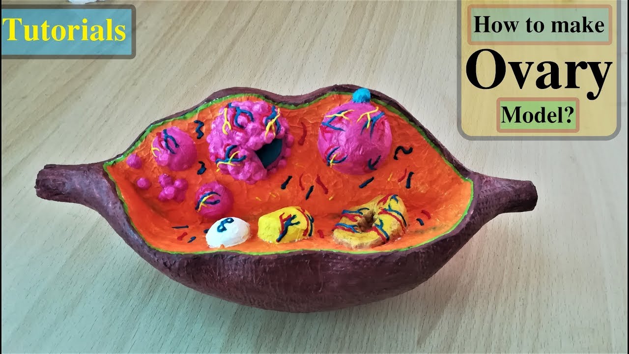 Making Female Ovary Model | Holiday Homework