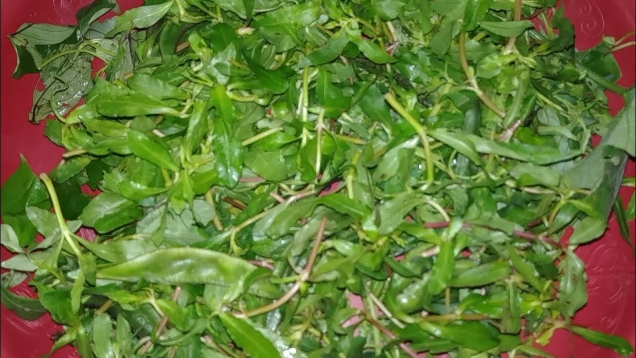 আমার বড় ভাবি বাবার বাড়ি বিক্রমপুর থেকে আমার প্রিয় এই পাঁচ মিশালি সেচি শাক পাঠাইছে।