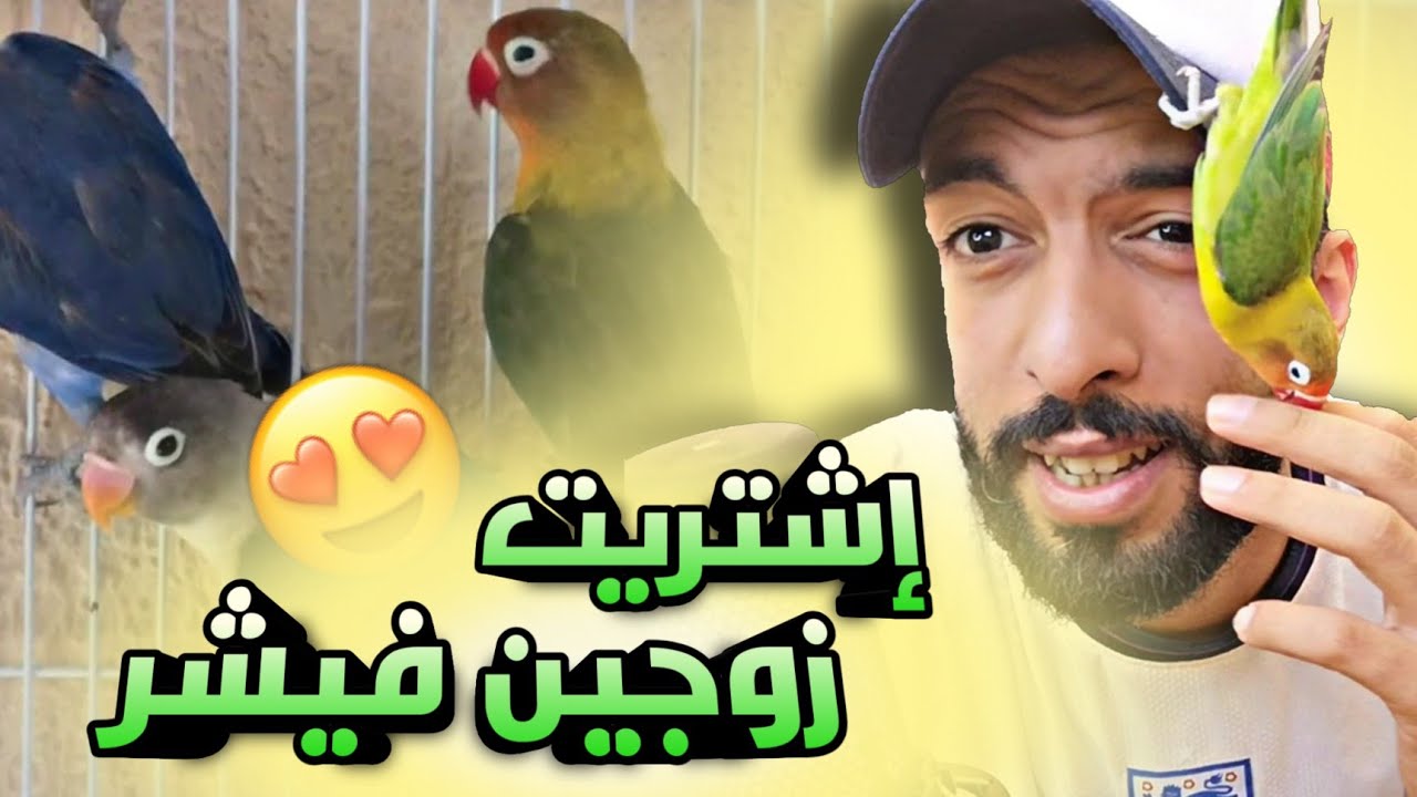 إشتريت أزواج جديدة من طيور الفيشر 😍 تجهيز القفص المناسب للتزاوج 🔥