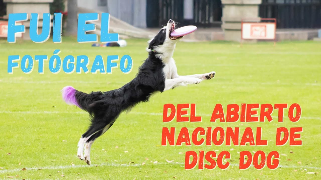 Fui el fot&oacute;grafo del Abierto  Nacional de Disc Dog