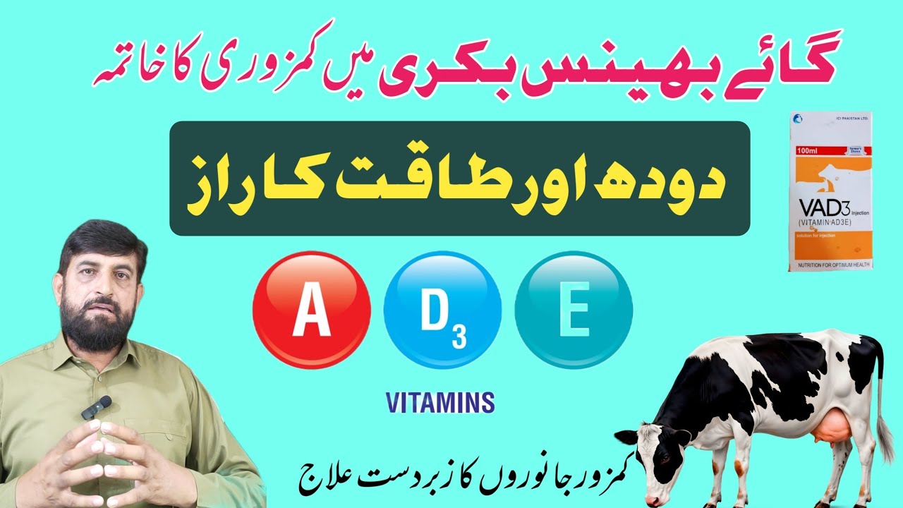 Injection Vitamin AD3E | Janwaroon ki طاقت Doodh aur نسل Barhanay Ka راز | Paralysis and LSD