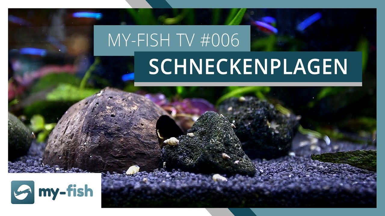 Schneckenplage - was tun? | Wenn die Schnecken dein Aquarium übernehmen | my-fish TV