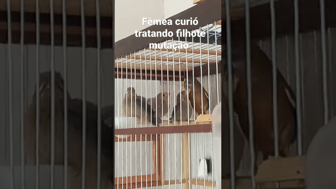 F&ecirc;mea de curi&oacute; tratando filhote muta&ccedil;&atilde;o.