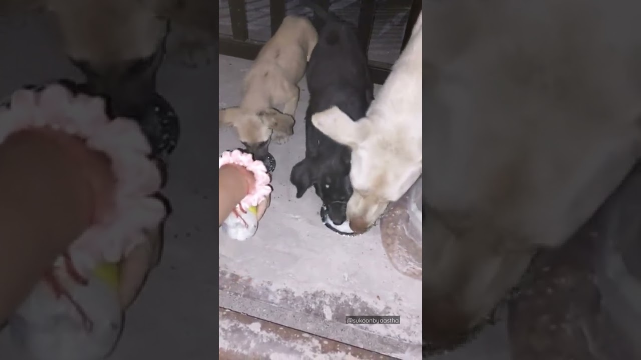Feeding stray puppies and mother dog