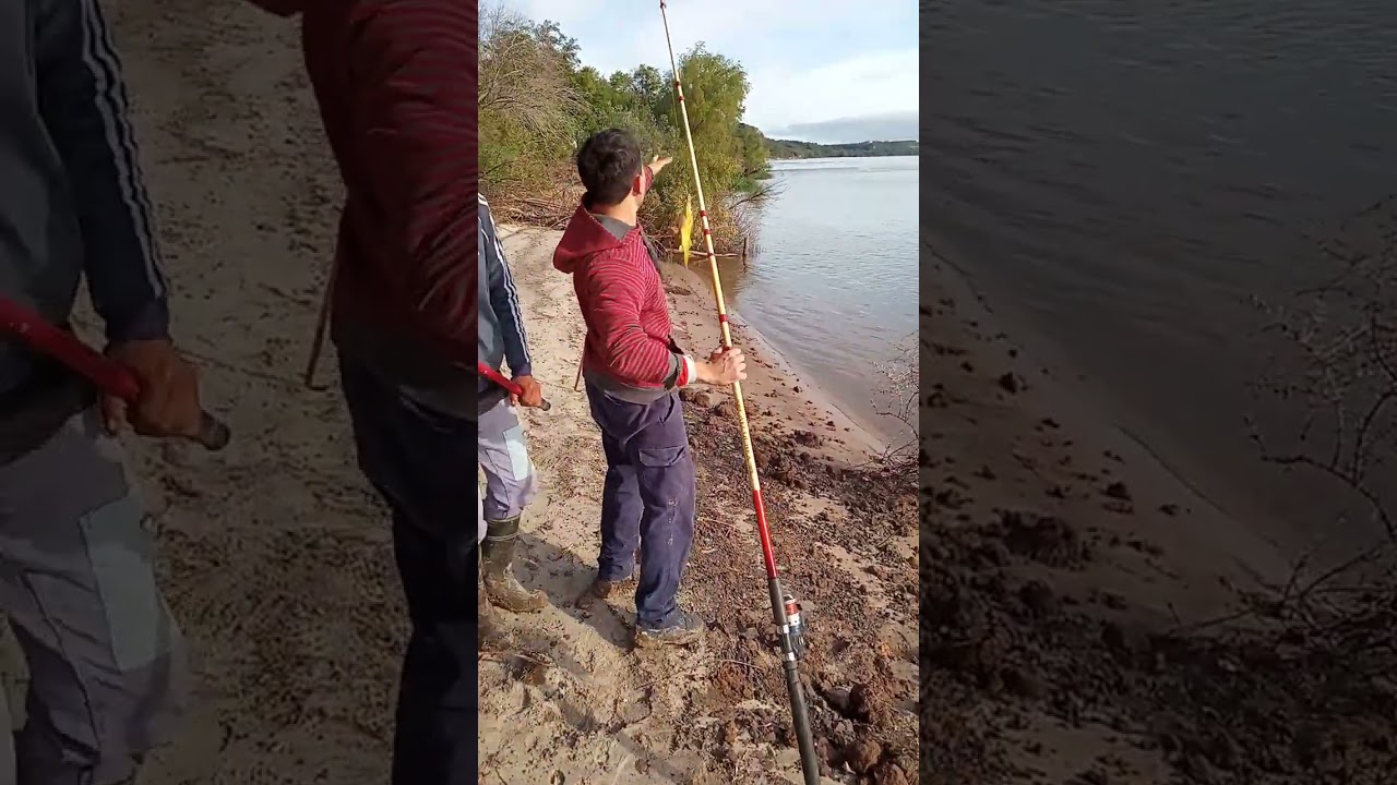 pesca de amarillos  en vivo Rio Paran&aacute; ,el chapeton
