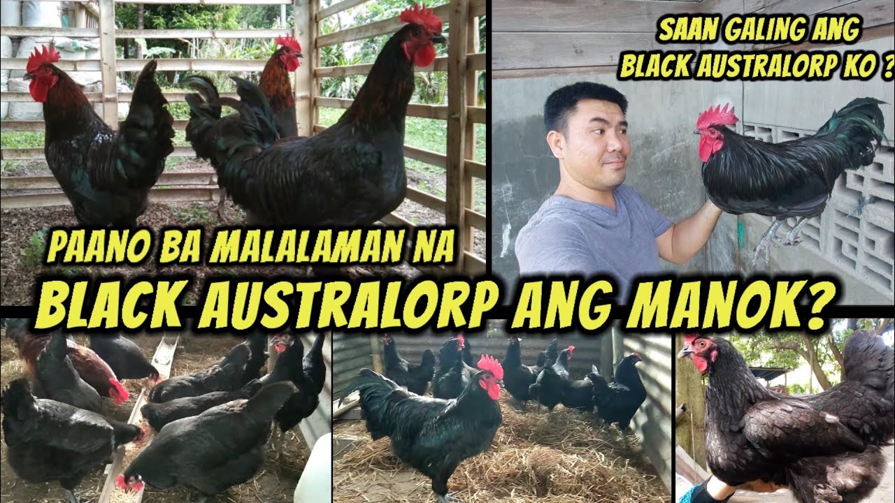Saan galing ang Black Australorp ko?