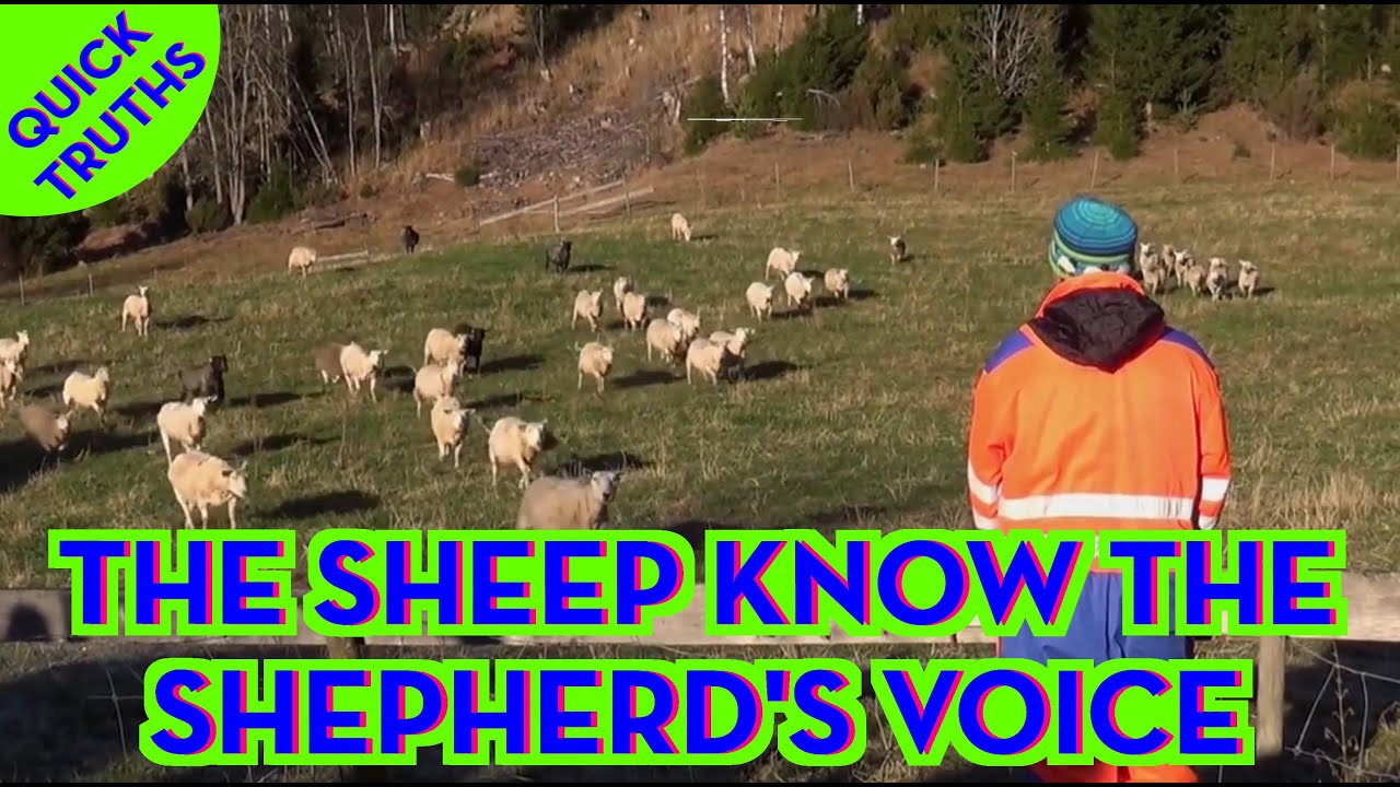 The Sheep know the Shepherd's voice - Quick Truths