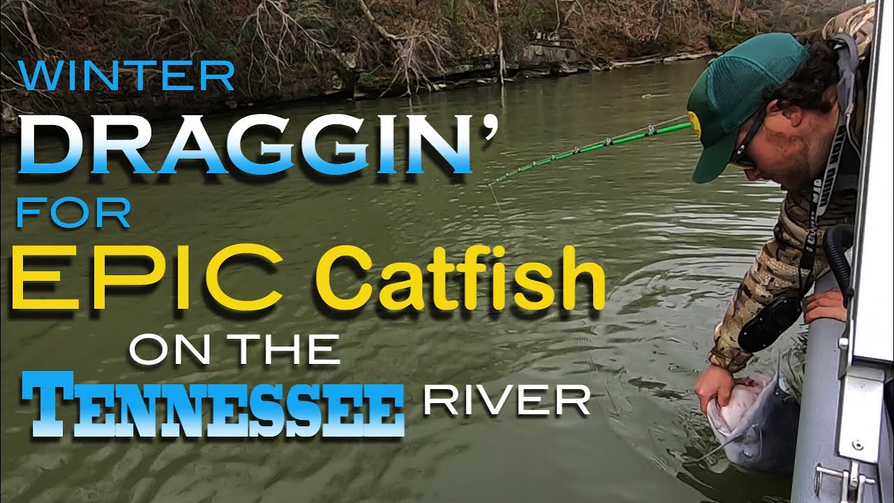 Dragging Cutbait For Epic Catfish on the Tennessee River