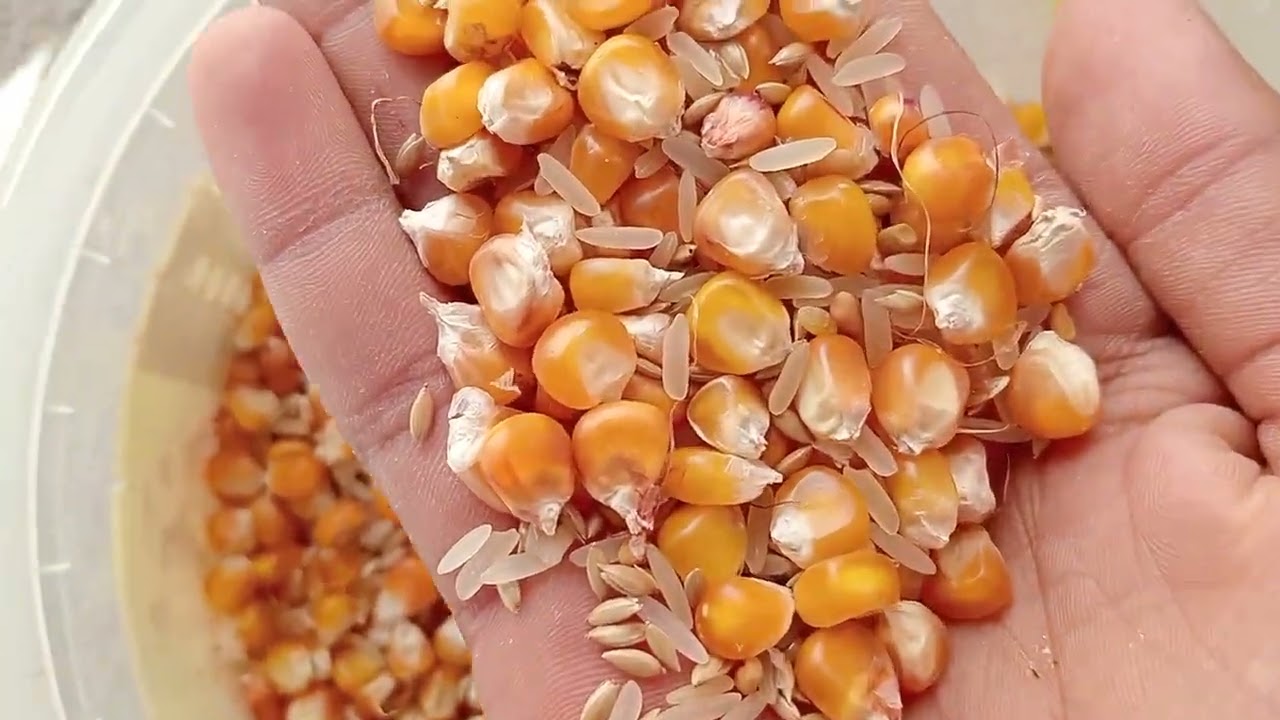 توليعة رمضانية 🤯💪💪