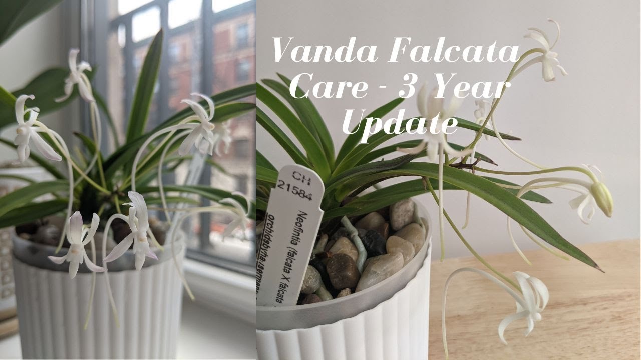 Как ухаживать за вандой (Neofinetia) Falcata | Обновление за 3 года #carecollab