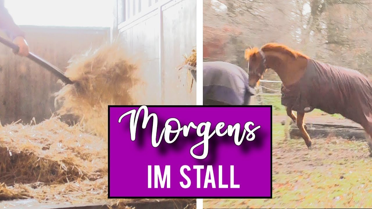 MORGENROUTINE im Stall  |  #Selbstversorger