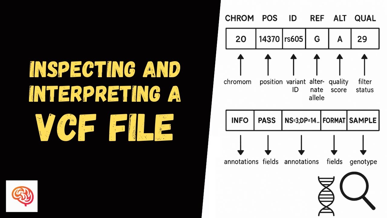 Inspecting and Understanding VCF Files &ndash; CLI NGS Tutorial #9