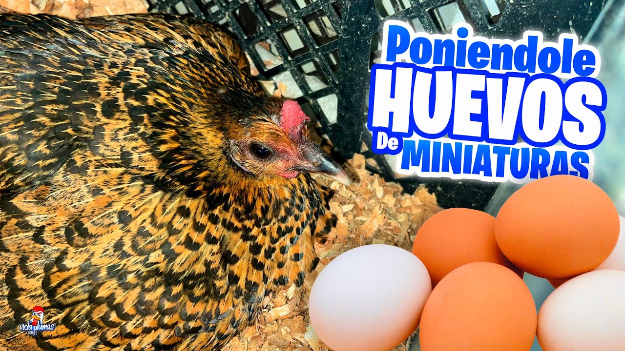 Poniéndole HUEVOS de Miniatura a Gallina Fina CLUECA 🥚🐔