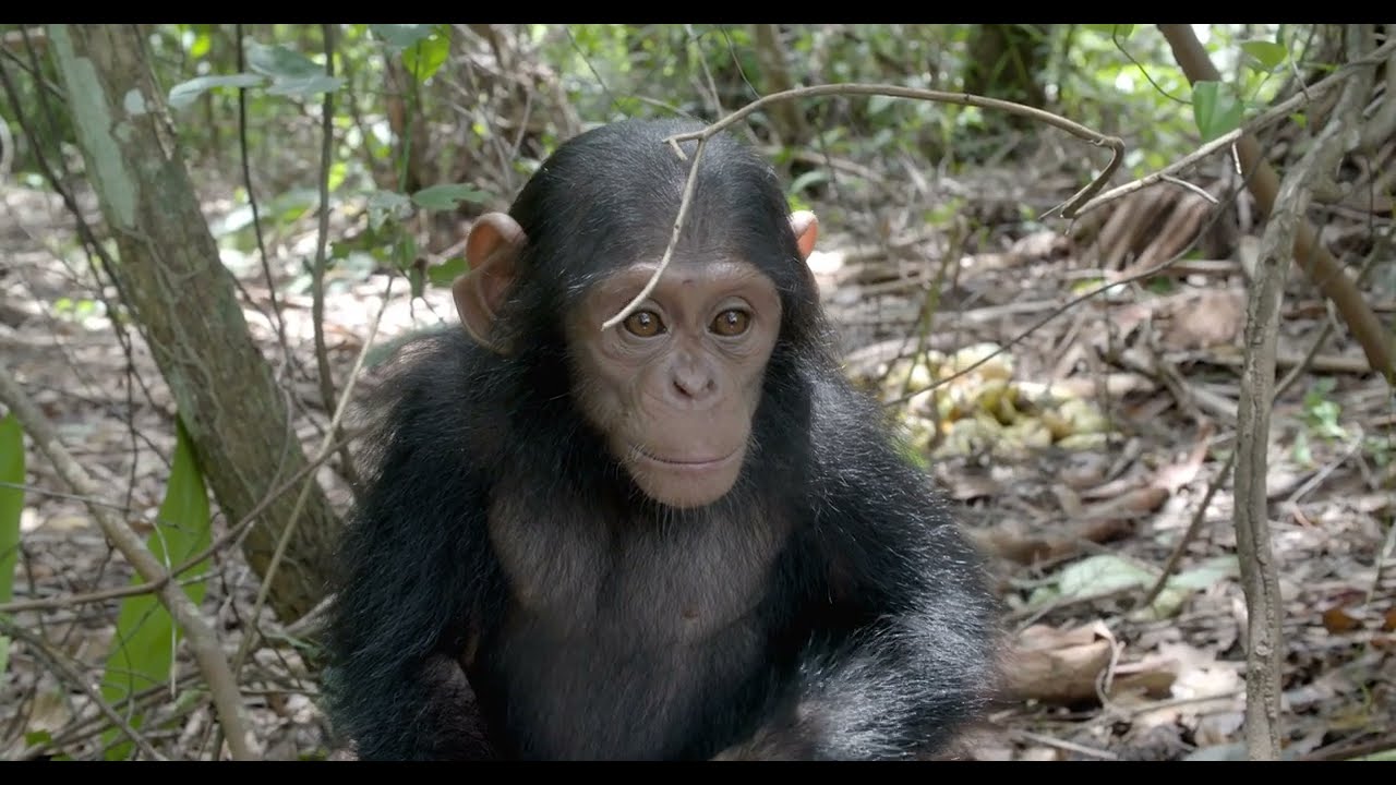 Djambala, a kalandvágyó hős 🐒✨