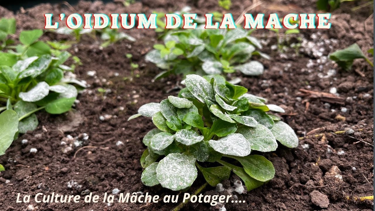 La culture de la Mâche : l'Oïdium