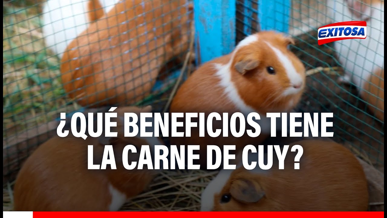 🔴🔵Conozca los beneficios que presenta la carne de cuy